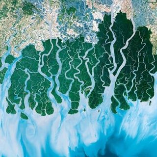 Satellite image, river delta, detail. Land on top, swamps in center, the sea at the bottom.