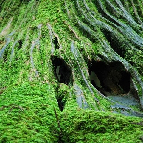 Roots of a very big tree, completely covered in moss, like a soft carpet.